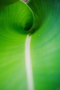 Full frame shot of green leaves