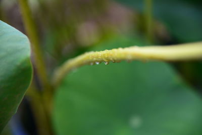 Close-up of wet plant