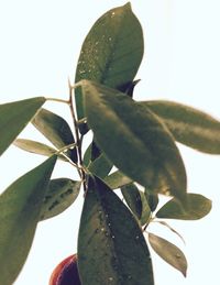 Close-up of flower