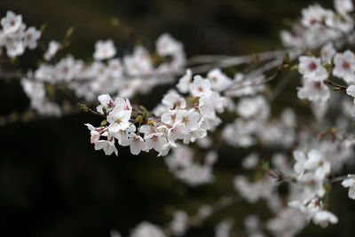 Close-up of white cherry blossom tree