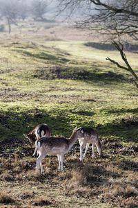 View of an animal on landscape