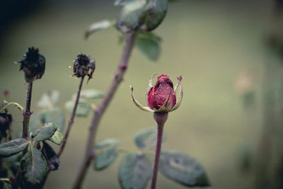 Close-up of wilted flower bud