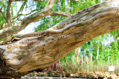 Close-up of tree trunk