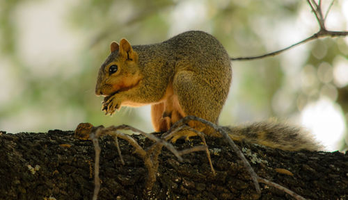 Side view of squirrel eating on branch