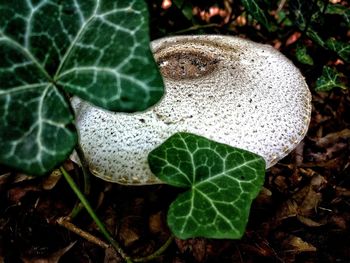 High angle view of mushroom growing in forest