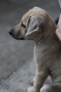 Close-up of dog looking away