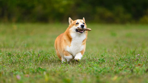 Dog running in field