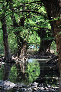 Trees in forest