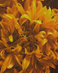 Close-up of yellow flowers blooming outdoors