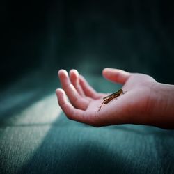 Cropped hand of person holding insect