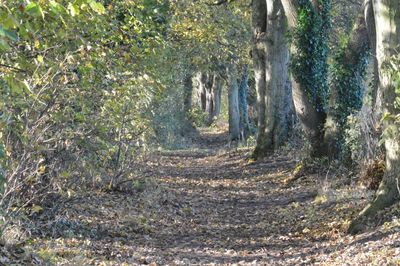 Trees in sunlight