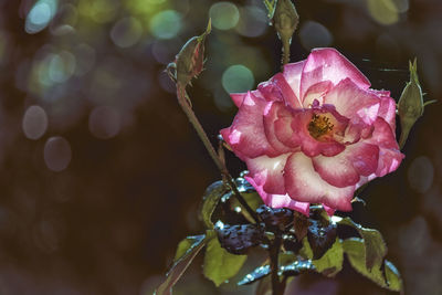 Close-up of pink rose