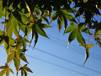 Low angle view of leaves on tree against sky