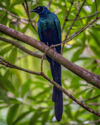 Close-up of bird perching on branch