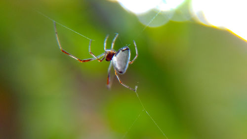 Close-up of spider on web