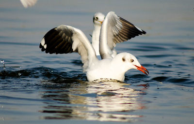 Close-up of birds flying over lake