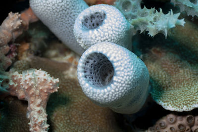 Close-up of coral in sea