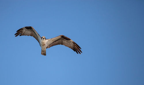 Low angle view of eagle flying against clear blue sky