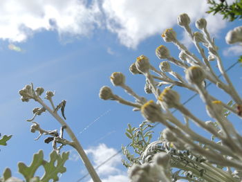 Low angle view of flowering plant against sky