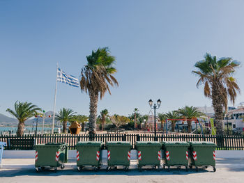 palm tree