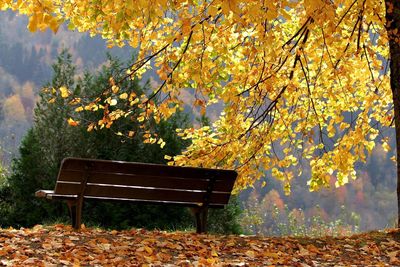 Bench against trees on landscape