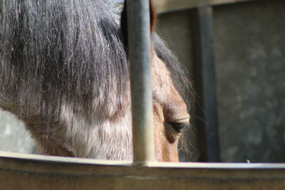 Close-up of a horse eating