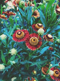 Close-up of red flowering plants