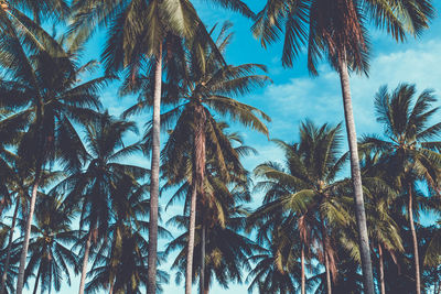 Low angle view of palm trees against sky