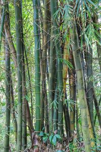 Full frame shot of bamboo trees in forest