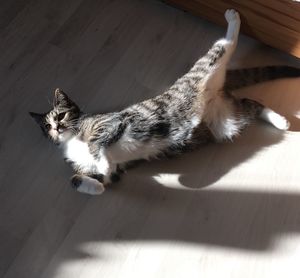 High angle view of cat on hardwood floor