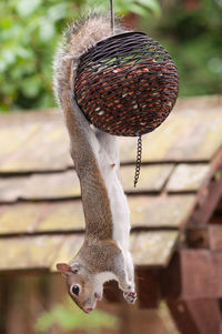 Side view of squirrel and bird food