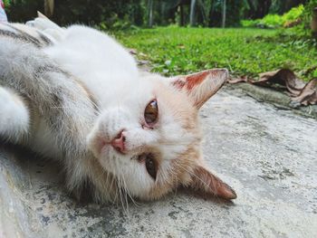 Close-up of a cat lying down