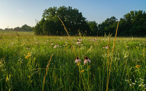 Flowers growing in field