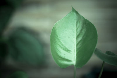 Close-up of green leaves