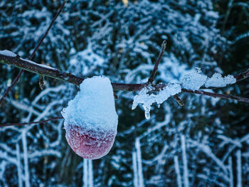 Close-up of frozen leaf on branch