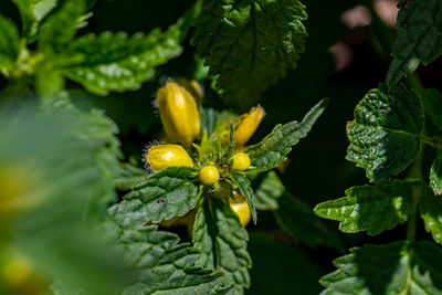 Close-up of yellow flowering plant