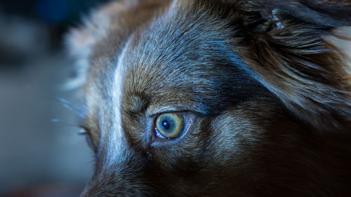 Close-up portrait of a dog