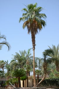 Low angle view of palm trees against clear blue sky