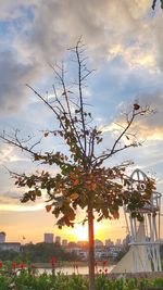 Trees and plants against sky during sunset