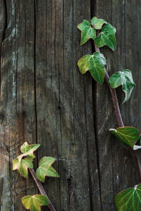 High angle view of plant growing on wooden plank