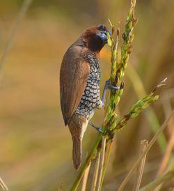 Close-up of bird perching on plant.spotted munia is eating paddy.