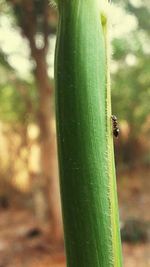 Close up of green grass