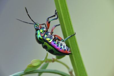 Close-up of insect on plant