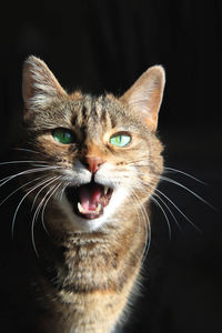 Close-up portrait of cat