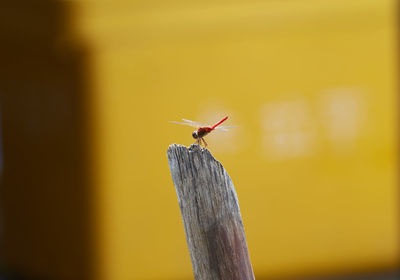 Close-up of bird perching on wooden post
