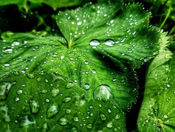 Close-up of wet plant leaves during rainy season