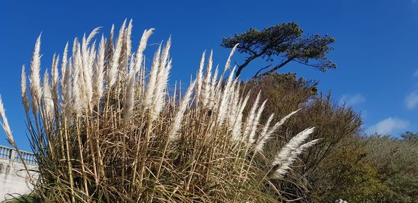 Low angle view of reed growing on field against sky