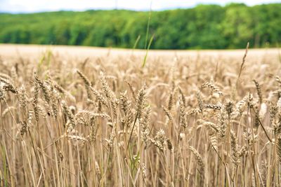 View of wheat field