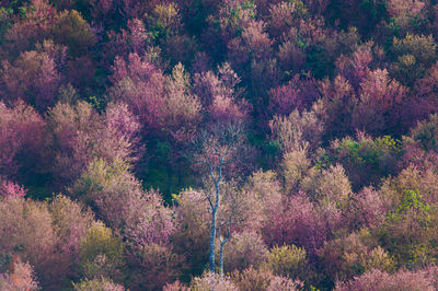 View of flowers in autumn tree