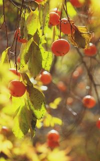 Close-up of berries growing on tree